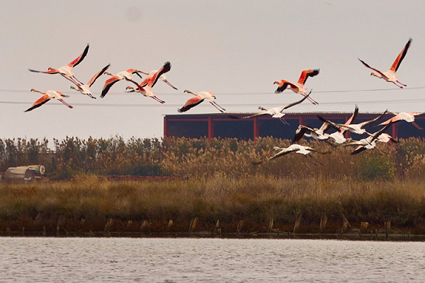 Pink Flamingos