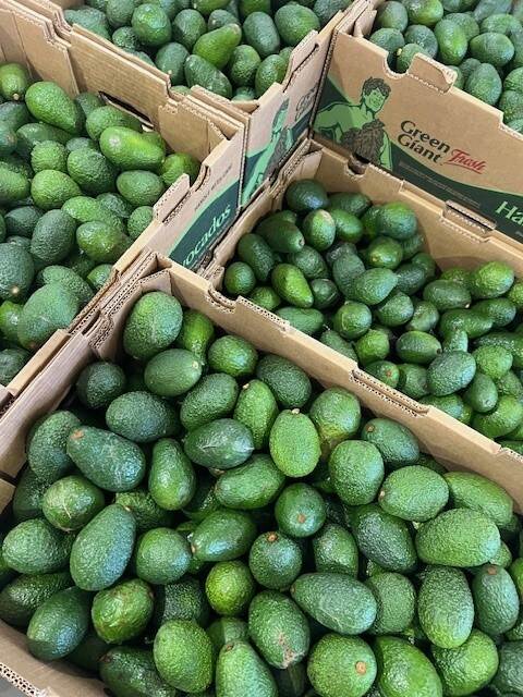 Five boxes filled with small, green avocados