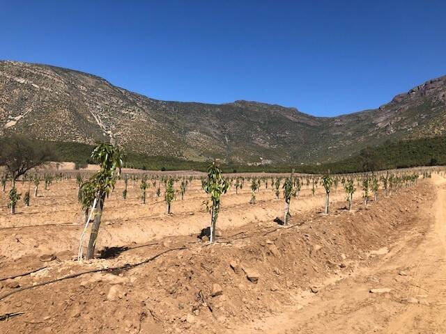 Plants growing in field with mountains in the background