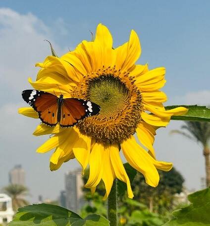 Biodiversity butterfly pic