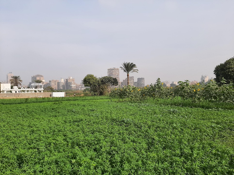 Biodiversity Green field Qurasaya pic