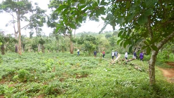 Ghana Rapport tuinbouw