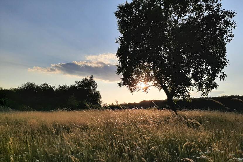 The photo shows a meadow in the evening in summer. The rays of the evening sun are filtering through the leaves of a tree. Various grasses can be seen bowing in the breeze.