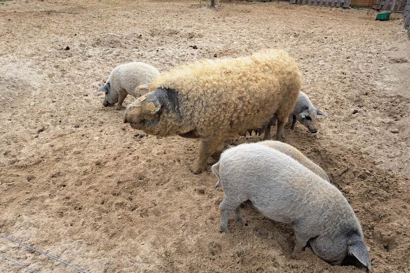 Hungraian mangalica pigs can be seen in an enclosure.