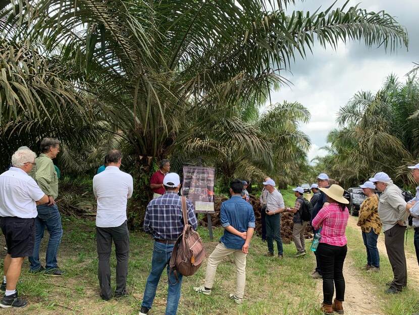 A visit to a palm oil plantation in Riau as part of the SustainPalm program