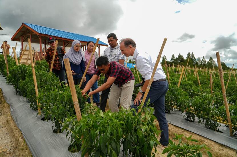 A visit to the food estate in Humbang Hasundutan alongside the Dutch Ambassador, Marc Gerritsen