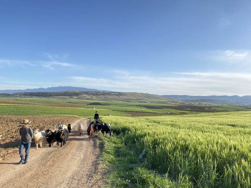 Young boys herding local goat along the road at Harir District, Erbil.