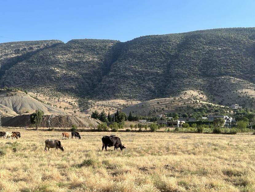 Grazing crossbred cattle in Khalifan district, Erbil.