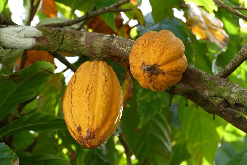 Cacao peulen in boom