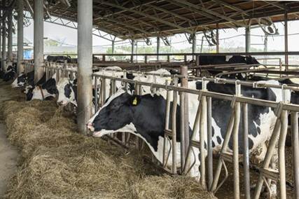 Cows eating