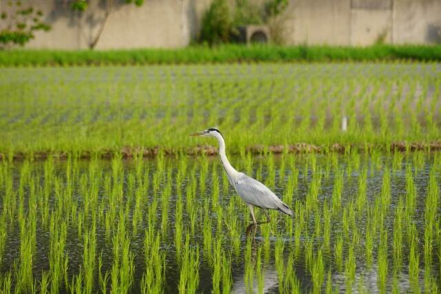 Paddy fields in Japan