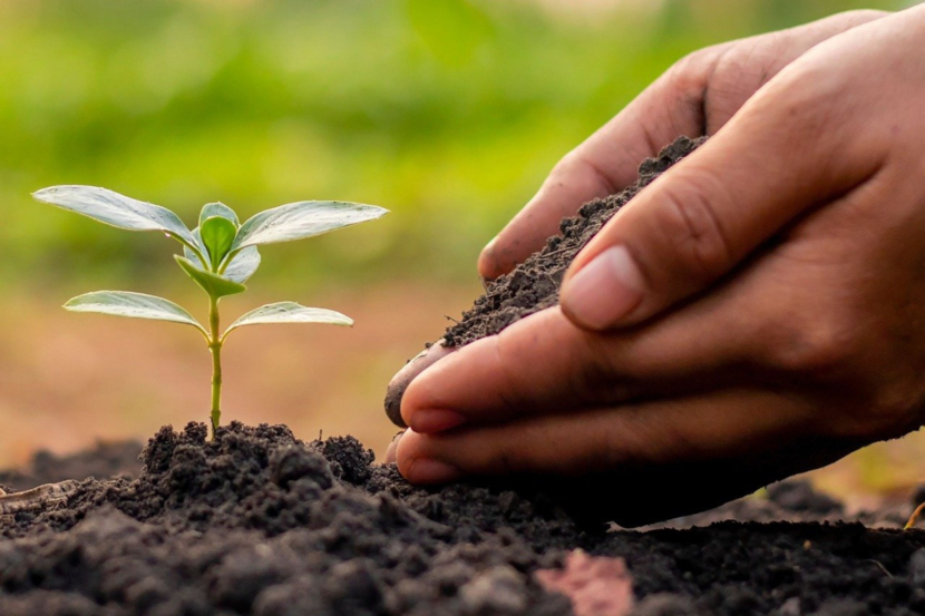 Hand in soil with small plant next to it