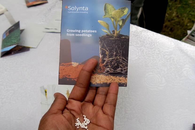 International Potato Day - Solynta Hybrid True Potato Seeds