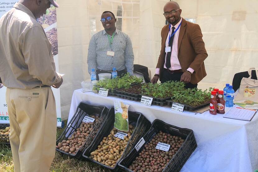 International Potato Day - celebrating Nyandarua's important potato crop