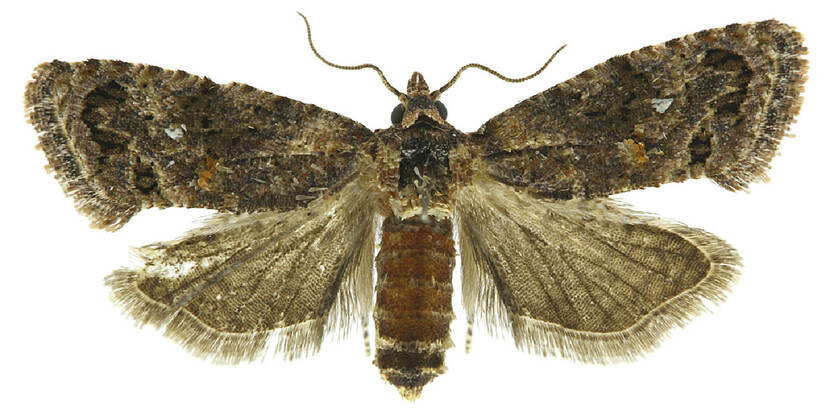 False Codling Moth