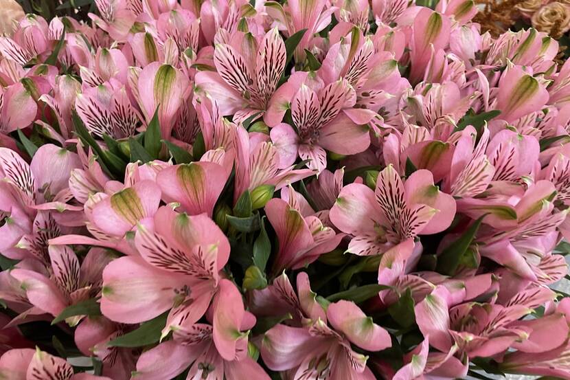 IFTEX 2024 - alstroemeria