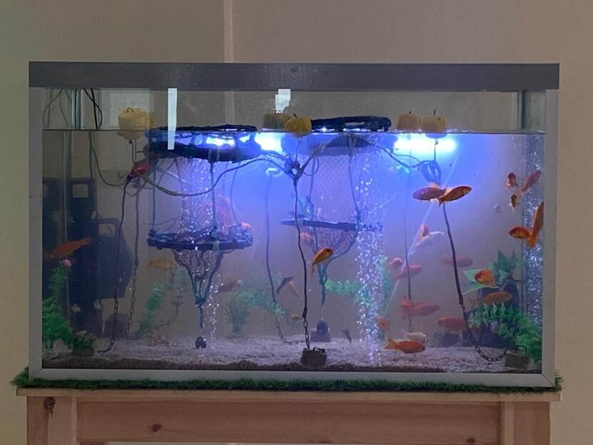 fish tank with fish swimming around nets