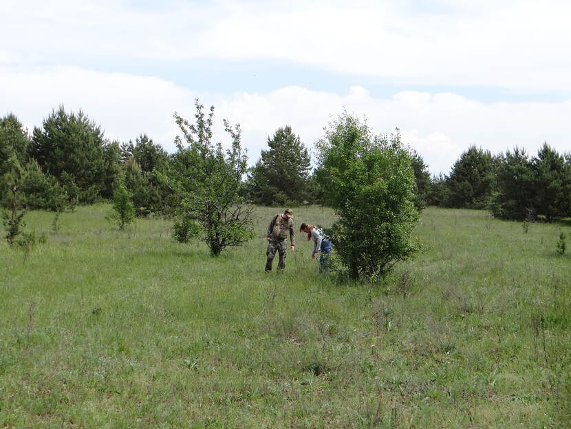 Chornobyl reserve