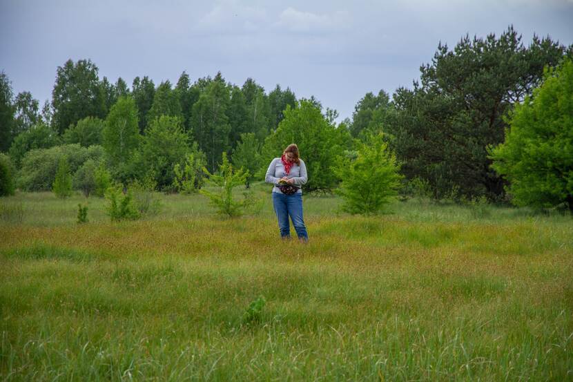 Chornobyl reserve