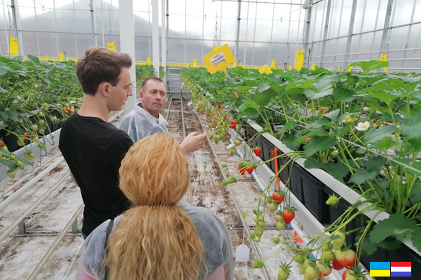 Ukrainian veteran and Dutch berry grower