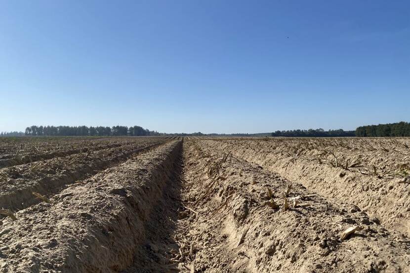 Agrico potato field