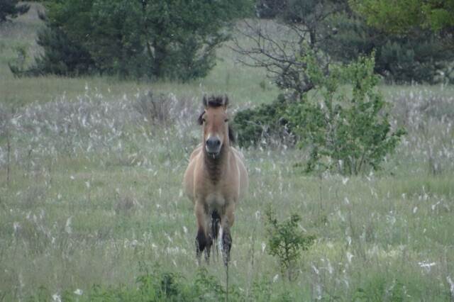 Wild horse in Chornobyl reserve