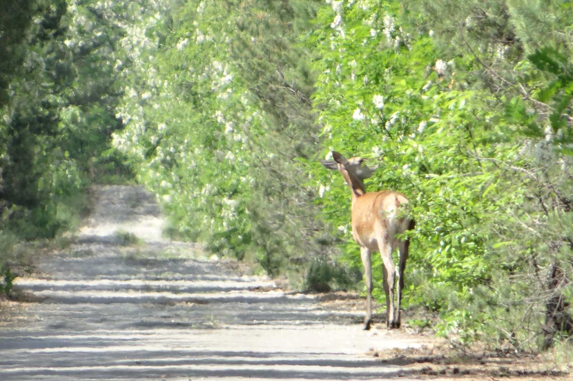 Red Deer in Chornobyl reserve