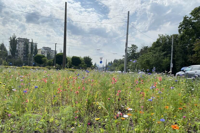 No-Mow trial Kyiv Ukraine