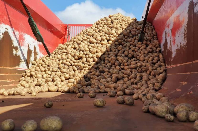 Potato harvesting