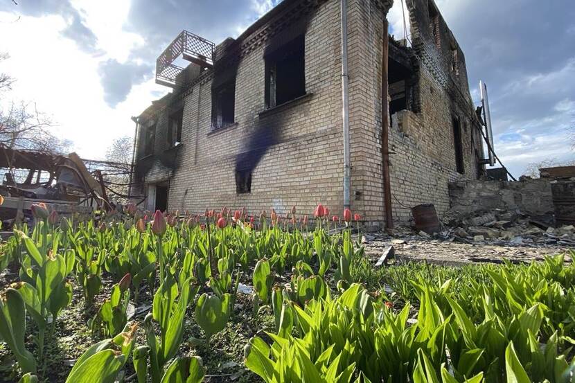 Tulips near house in Hostomel destroyed by russians