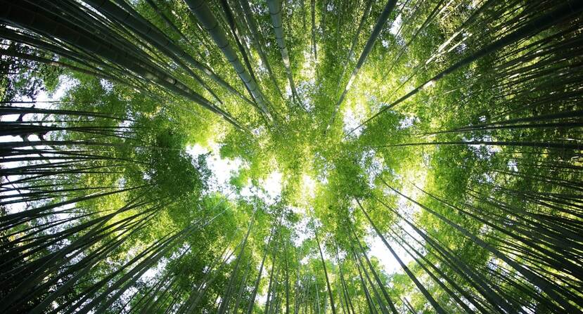 Foto in een bos vanaf de grond genomen richting hemel waardoor je een krans van stammen en bladeren ziet