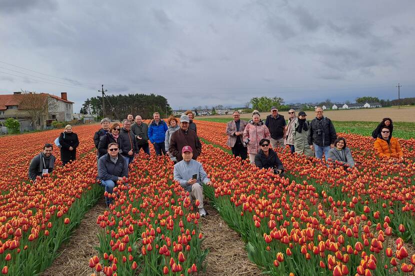 tulip field at Bogdan Krolik company