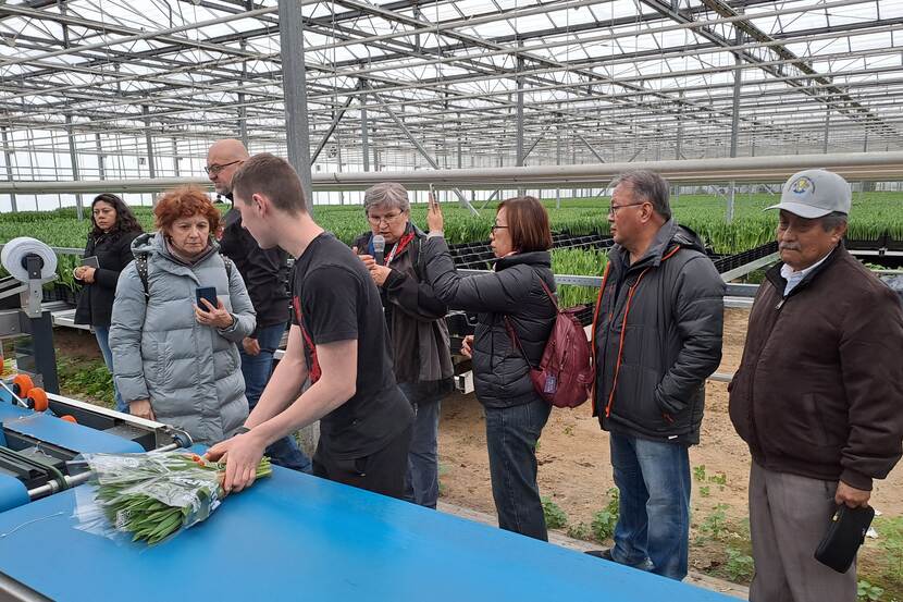 hydroponic tulip production at Orlowscy company