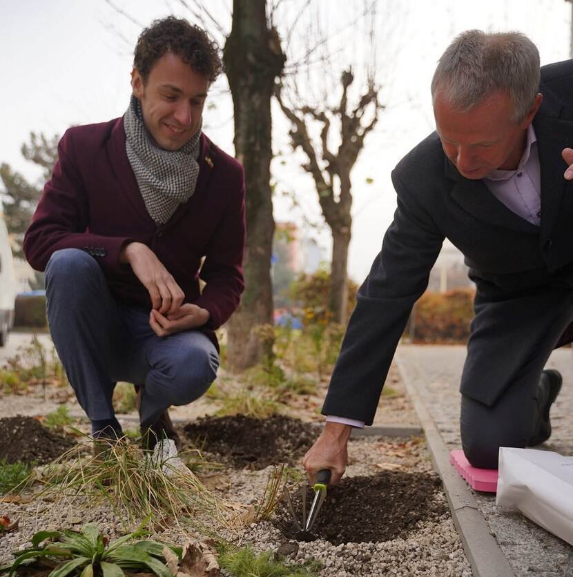 planting Slovensko tulip