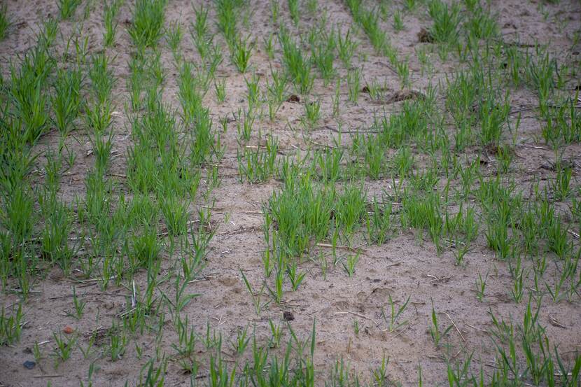 dry soil on a field with rye