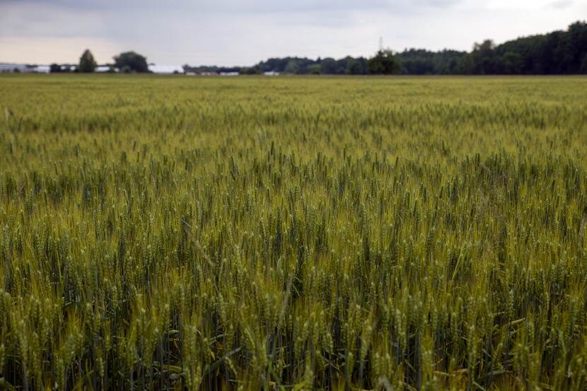 field of grain