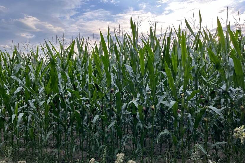 corn field