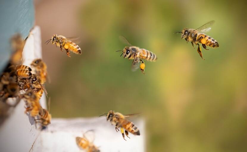 honeybees flying back to their hive