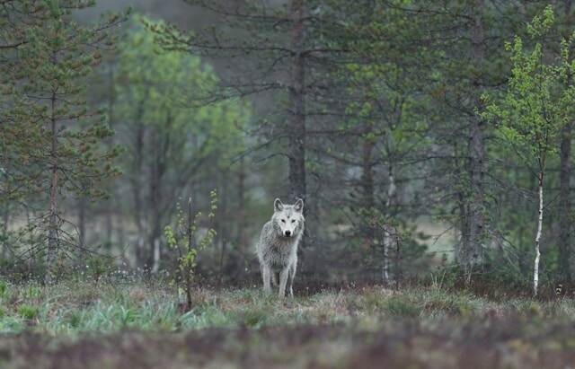 wolf in a forest