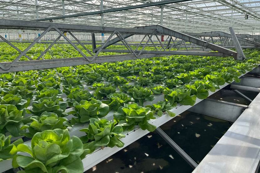 lettuce in a greenhouse