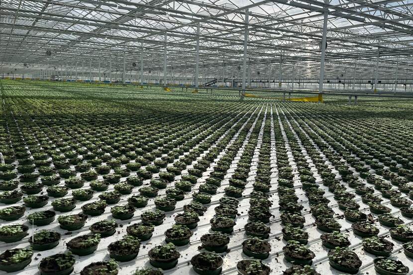 herbs in a greenhouse