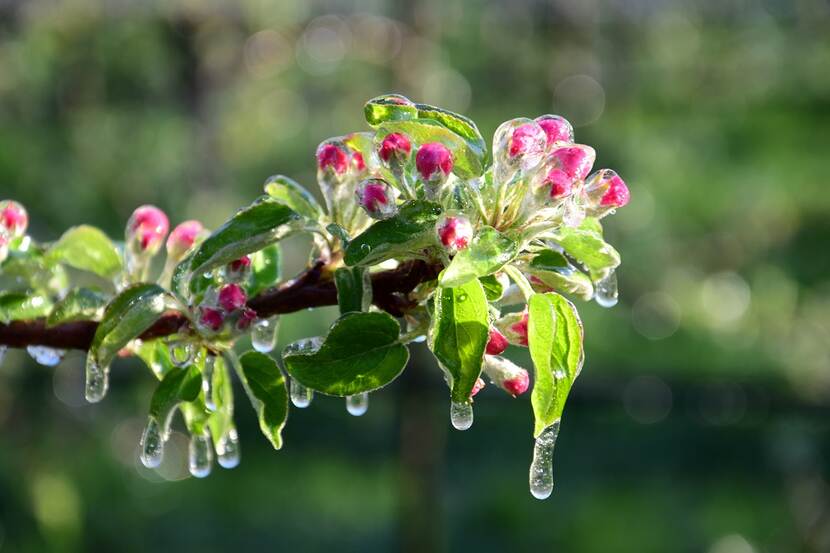 frozen branch with visable apple blossoms during a sunny day