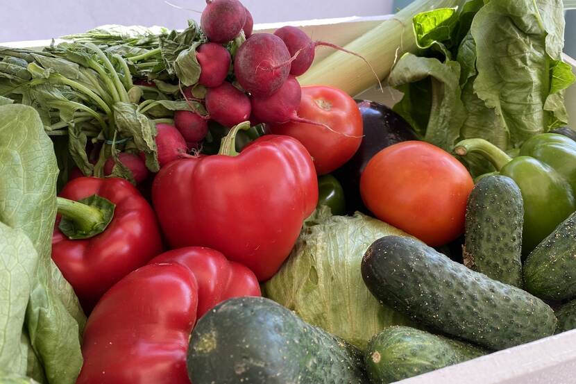 basket of diverse vegetables