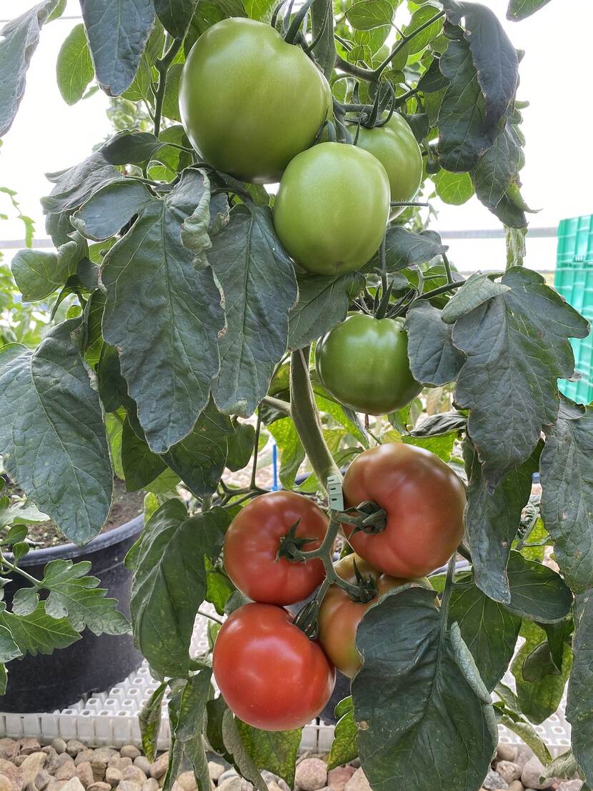 tomato on a branch in a greenhouse