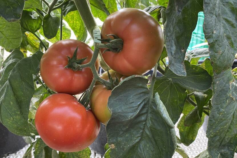 tomato on a branch in a greenhouse