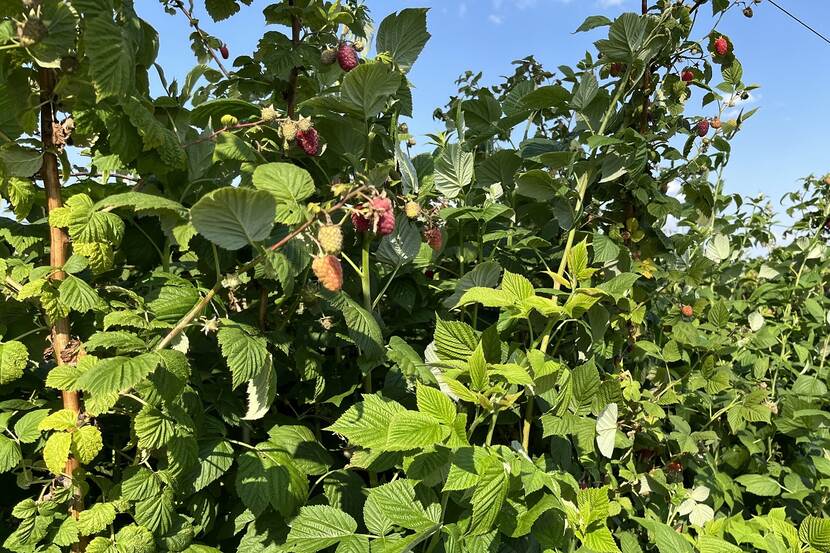 rasperry fruits hanging on a branch