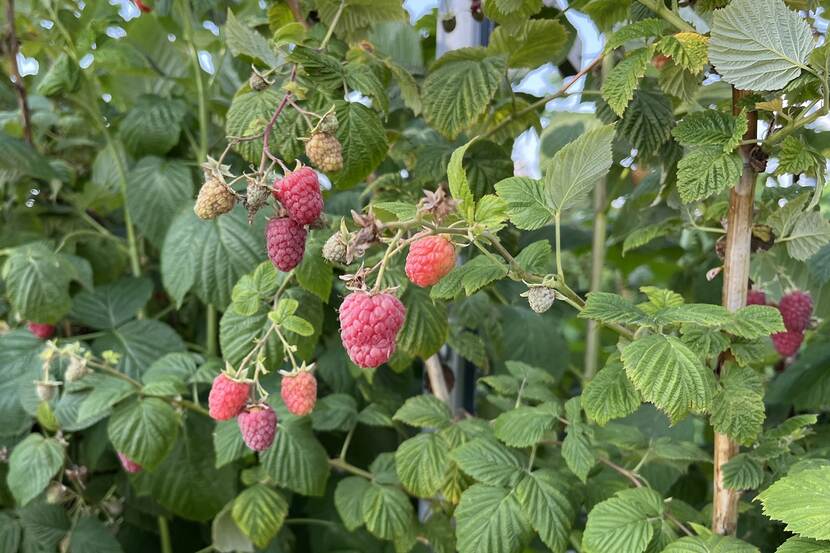 raspberry on a shrub