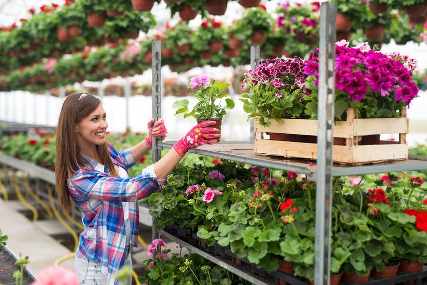 woman putting a plant on a trolley in a greenhouse