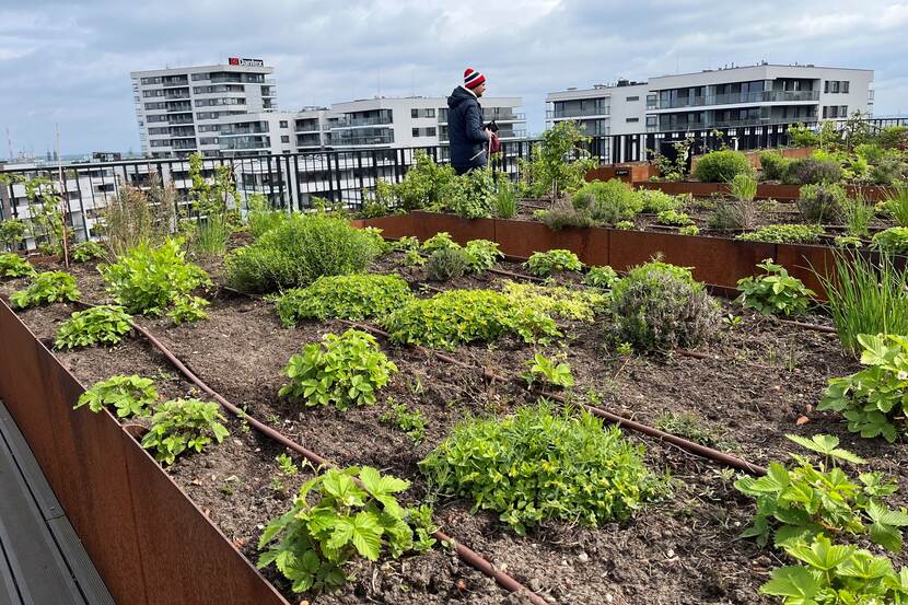 rooftop with planted vegetables