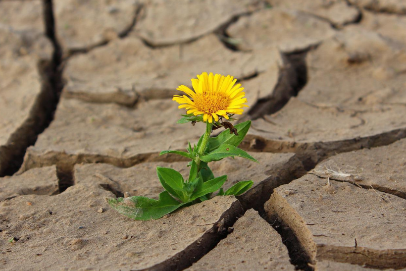 Yellow flower in cracked soil